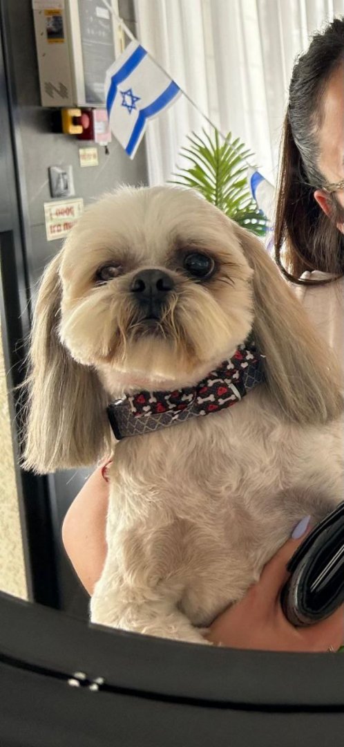 הכלב-שלנו-ברח.-קוראים-לו-דרור