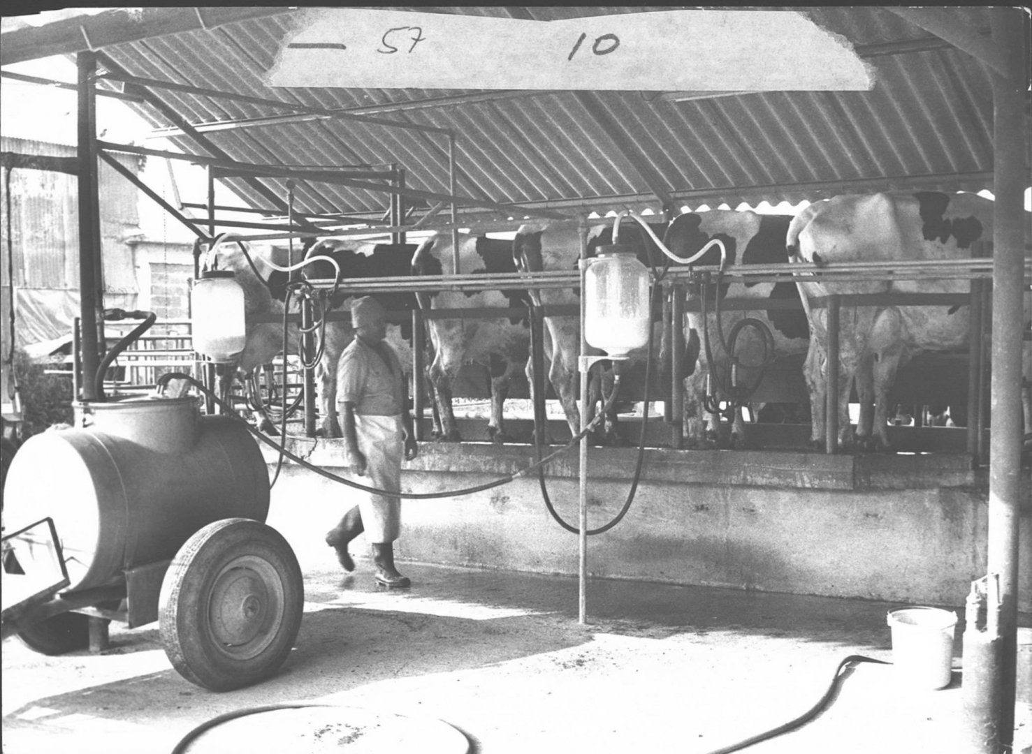 1970 דוד ינאי