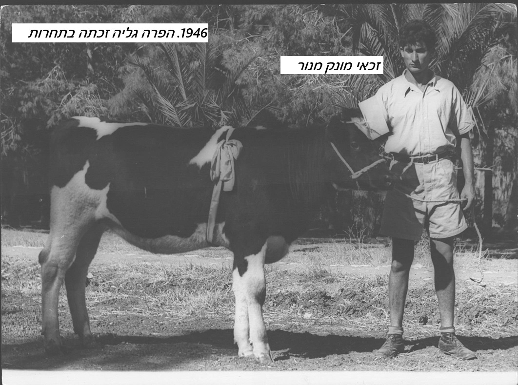 1946 הפרה גליה זכתה בפרס שני