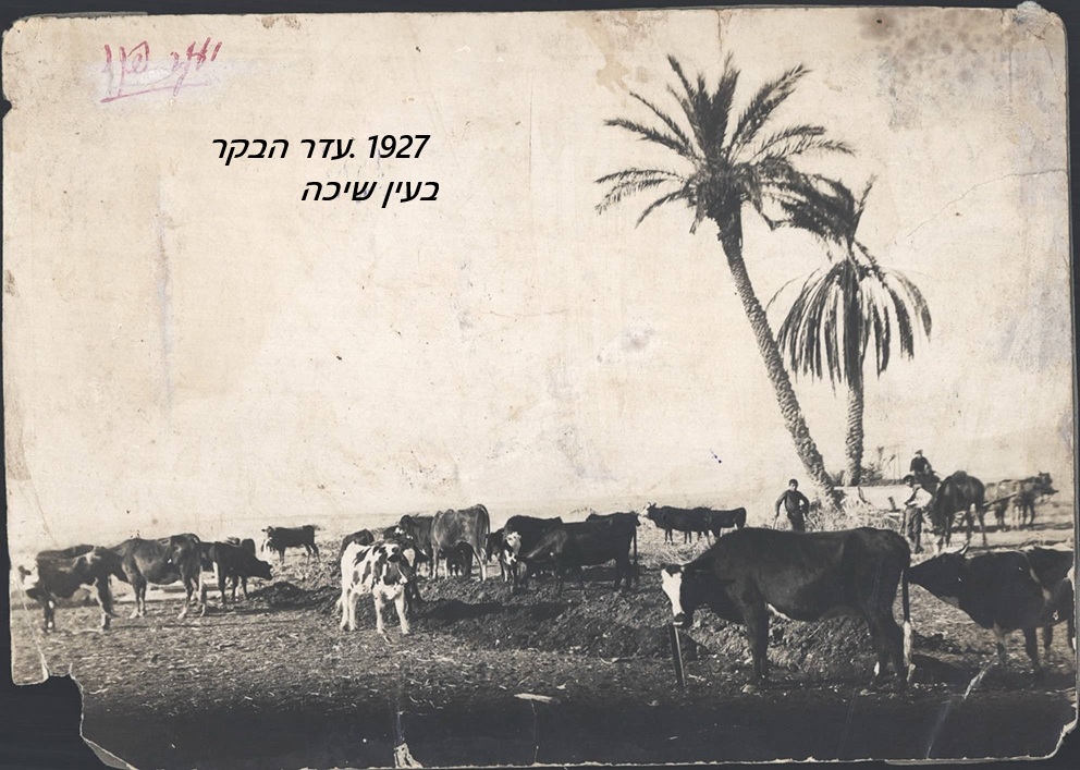 1927 רועה בקר בעין שיכה