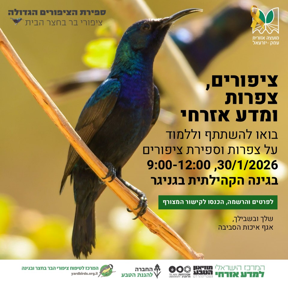 ספירת הציפורים הגדולה 30 ספירת הציפורים הגדולה 30